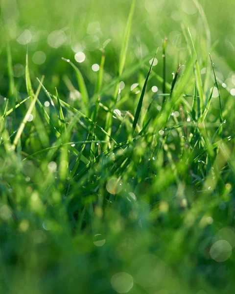 Professionelle Gartenbewässerung - Hunter und Rain Bird Systeme
